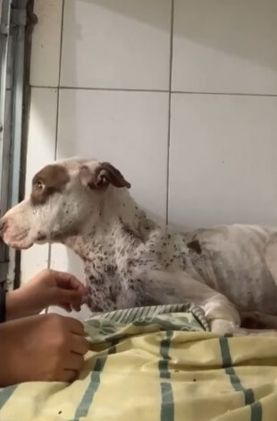 Valentino recovering