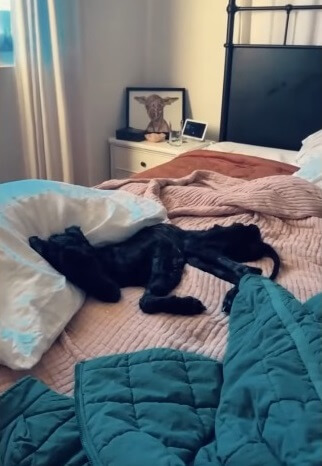 Violet in her temporary foster home