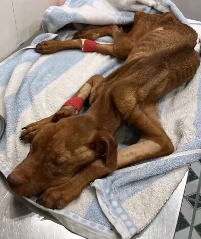 Dibo recovering in his temporary home