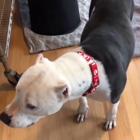 Halo's fur getting better