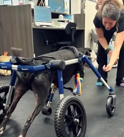 Joey got his wheelchair