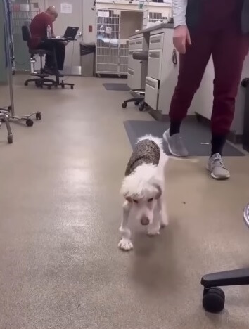 Junie taking her first steps