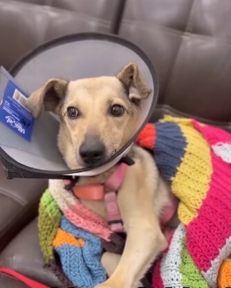 Lola resting on warm surface wrapped around soft blanket