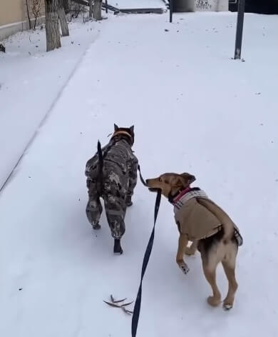 Lucky and Nord playing in the snow