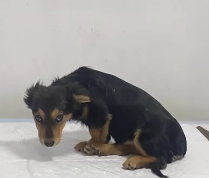 Lyalya inside the vet clinic with specialists