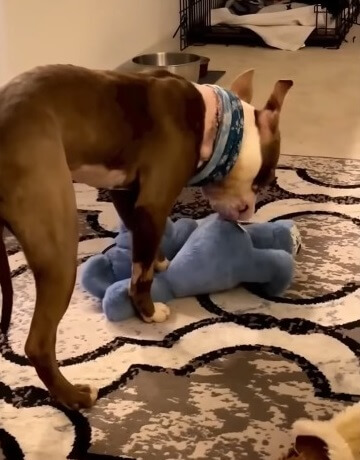 Mika in her forever home