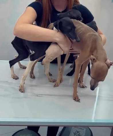 Other dogs recovering