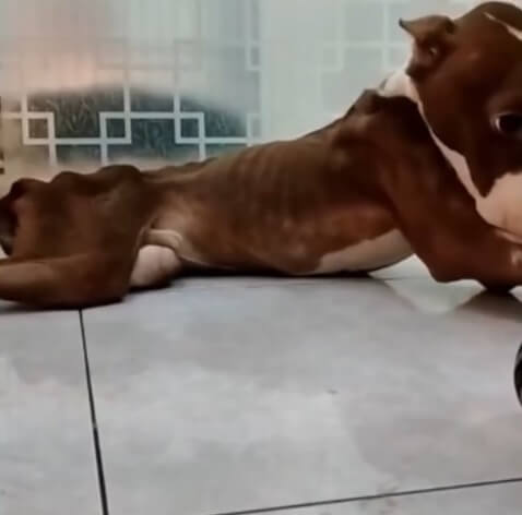 Pablo still couldn't stand