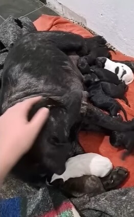 She gave birth to total of 10 pups