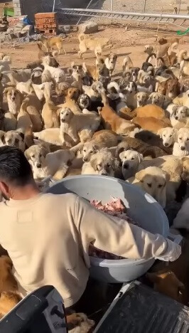 They are now fed and looked after