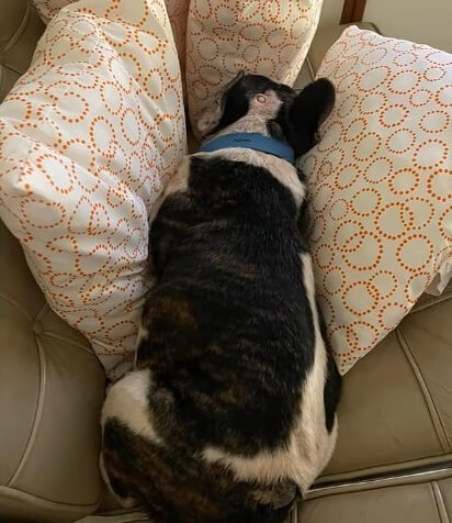 Bama sleeps in warmth today