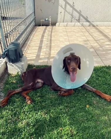 Bono healing after his surgery