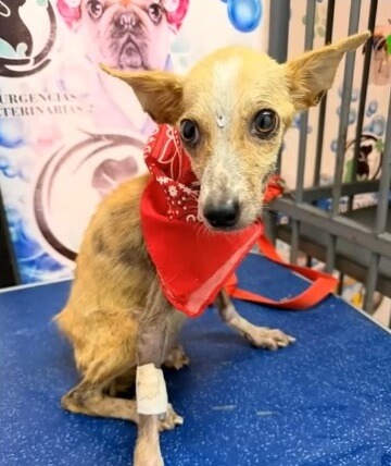 Buenas is thriving today