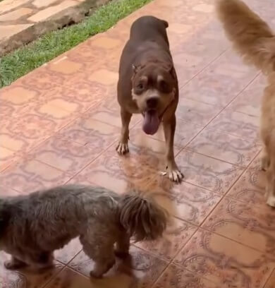 Meg Pitty finally home