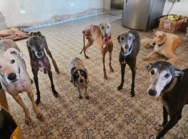 Norita finally pain free and walks on 3 legs