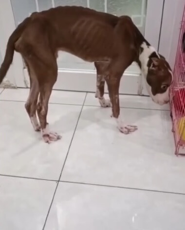 Pablo finally stood on his own