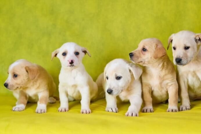 Puppies thriving today