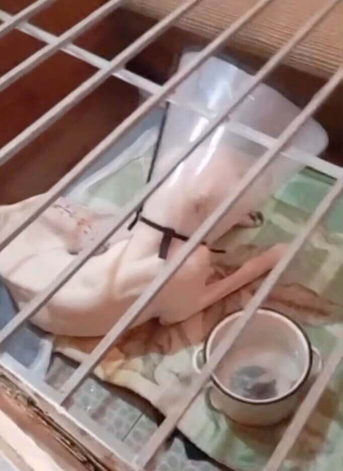 Air in the vet clinic refusing to eat