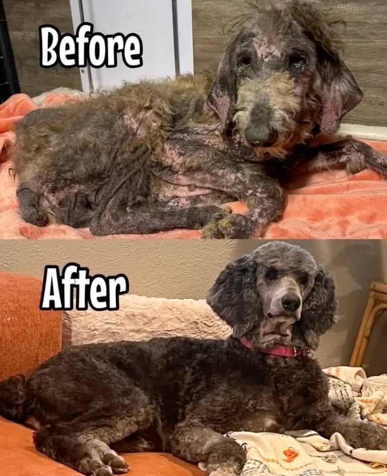 Babs before and after