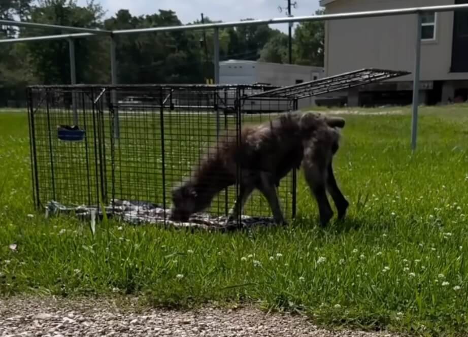 Babs getting inside the trap