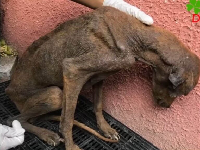 Cienaga rescue story