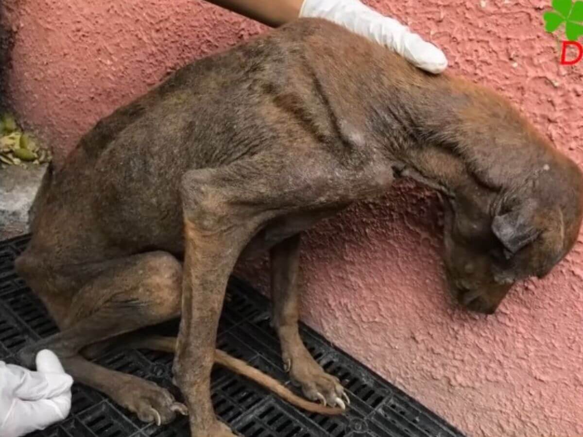 Cienaga rescue story