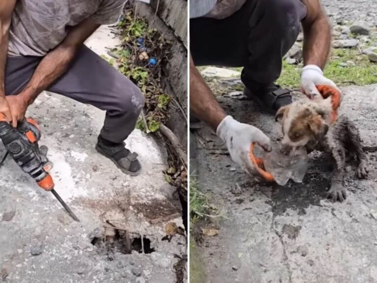 Concrete puppy rescue story