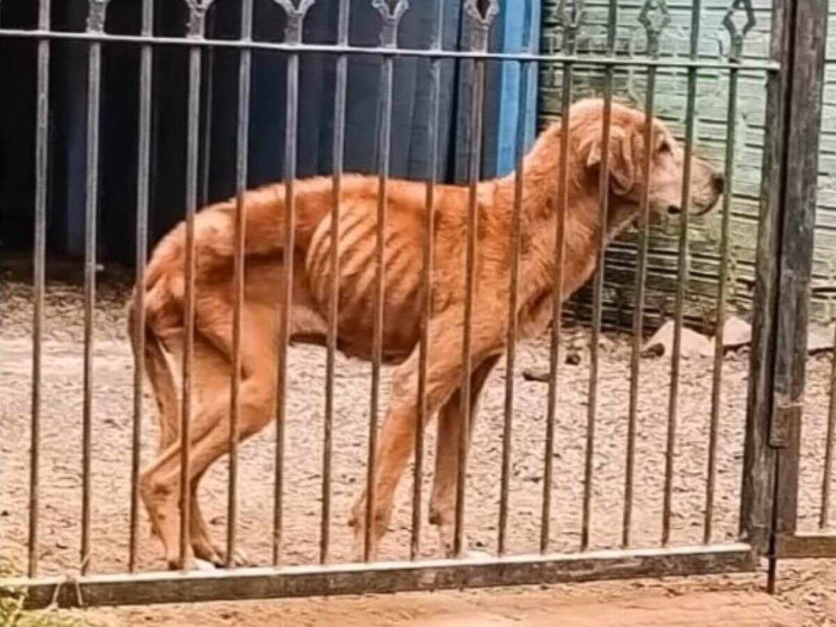 Draco and Sara rescue story