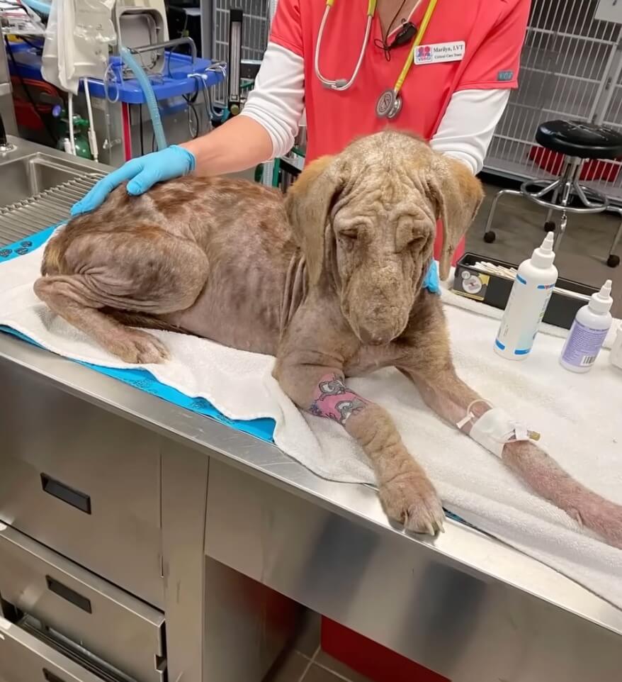 Fiona in the vet clinic