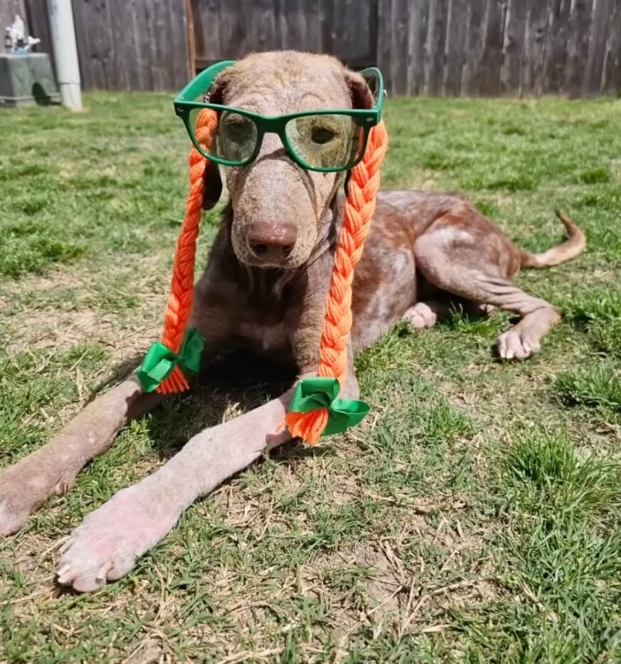 Fiona recovering in her foster home