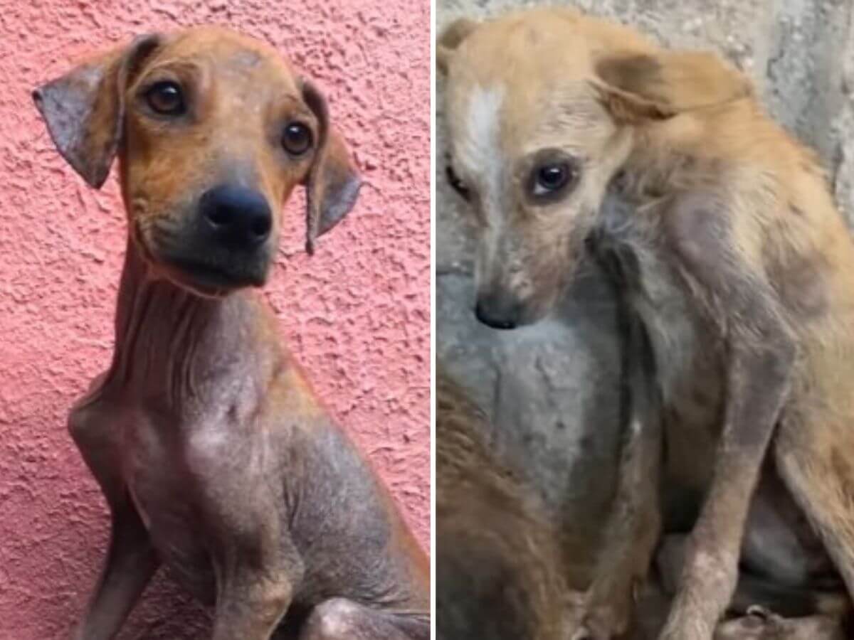 How Cienaga and Buenas were found