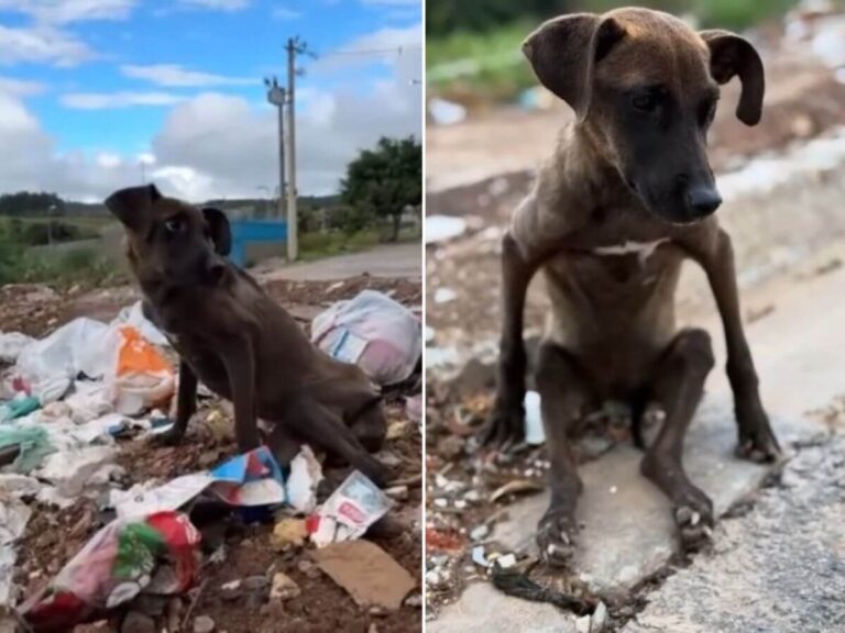 Landfill dog rescue story