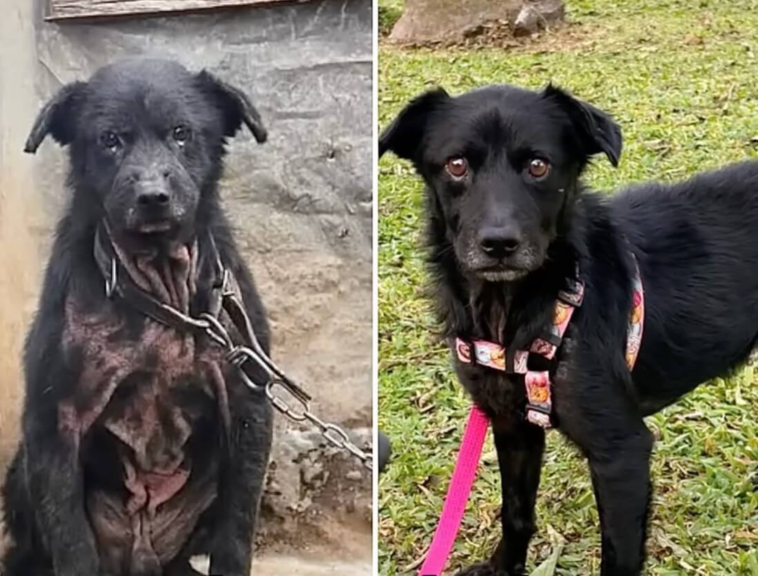 Lupinho before and after