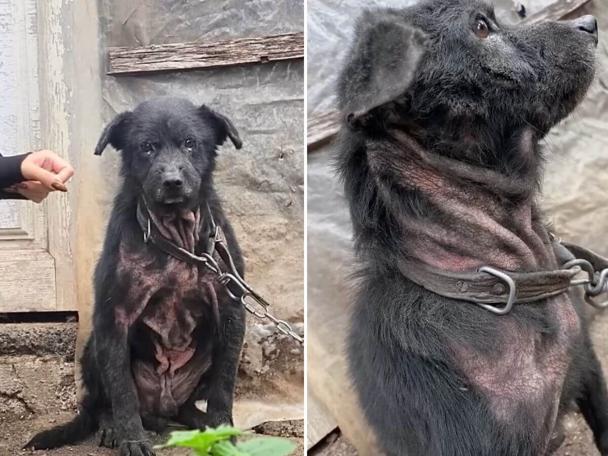 Lupinho rescue story