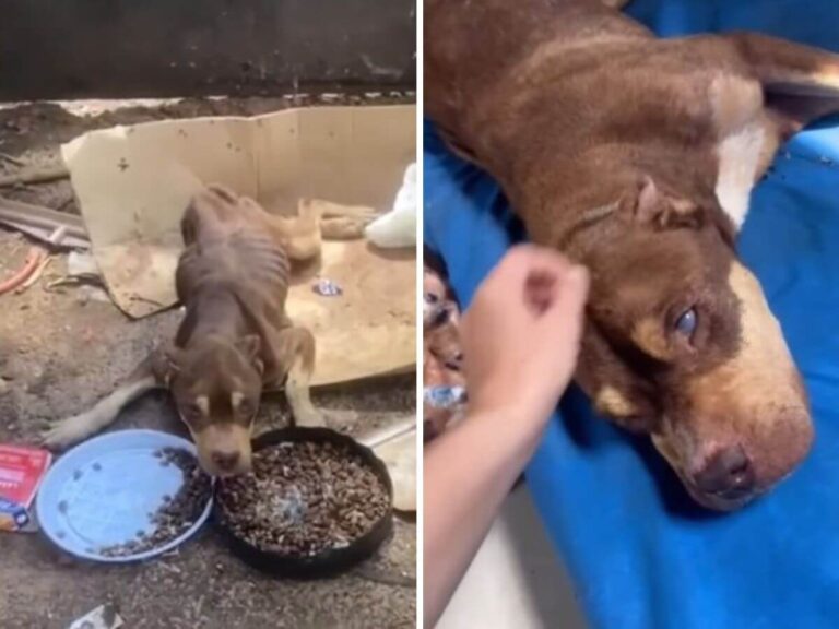 Meg Pitty rescue story