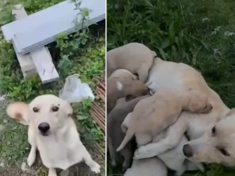 Mother dog rescue story