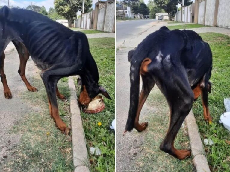 Rodolfo rescue story