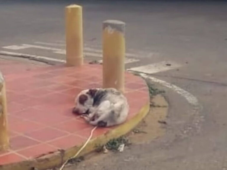 Valentino rescue story