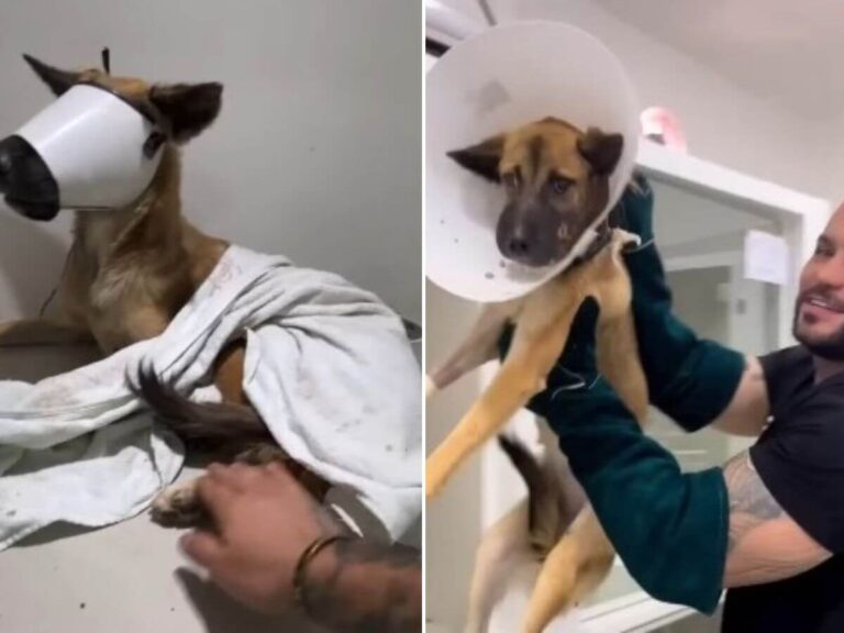 Vitoria rescue story