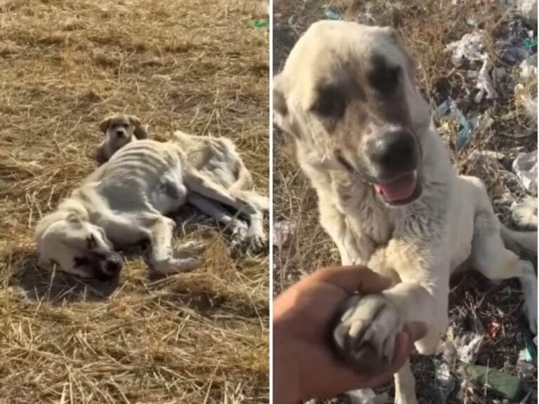 mother dog protects puppy