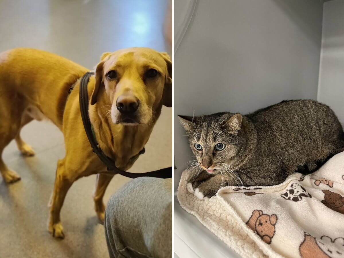 pet health and behavior