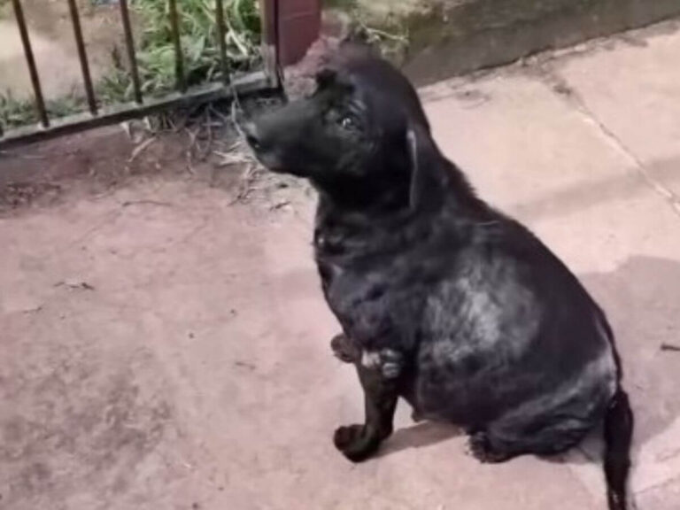 pregnant dog rescue story