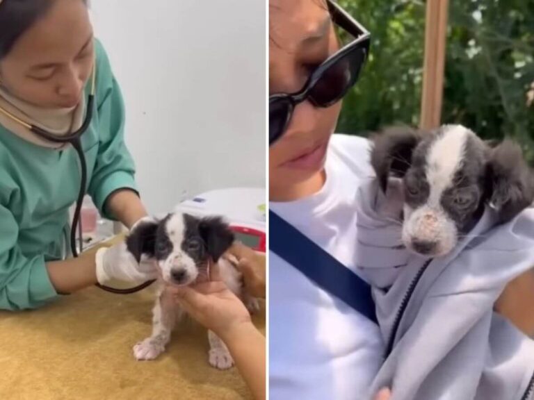 puppy abandoned by river