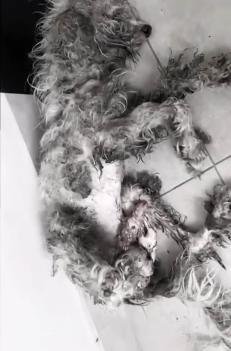 How Phoenix was found