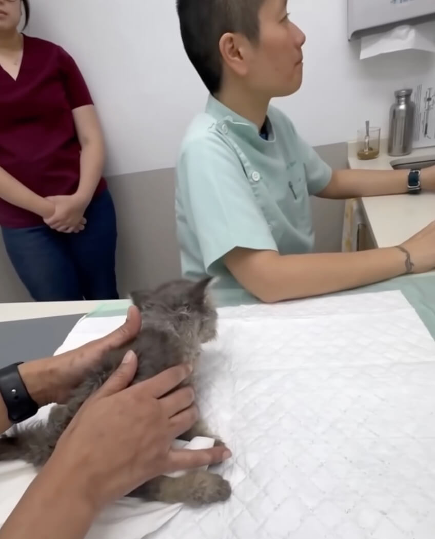 Born with paralyzed back legs