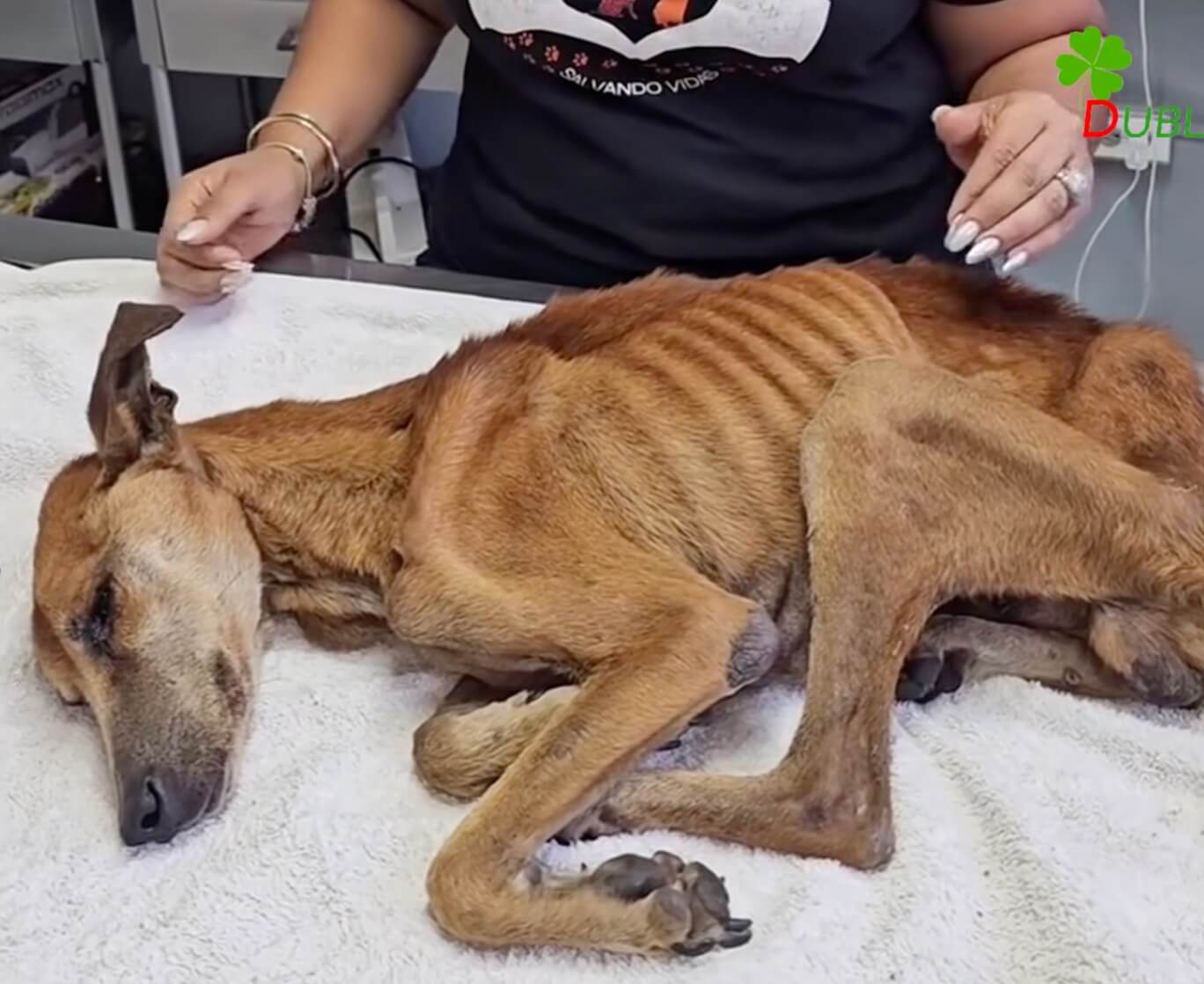 Niel at the vet clinic