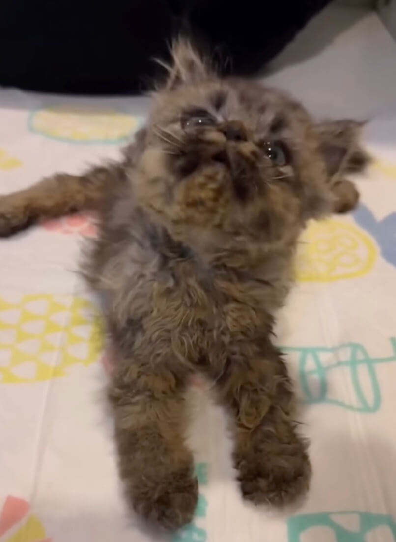 Crypto pushing himself up