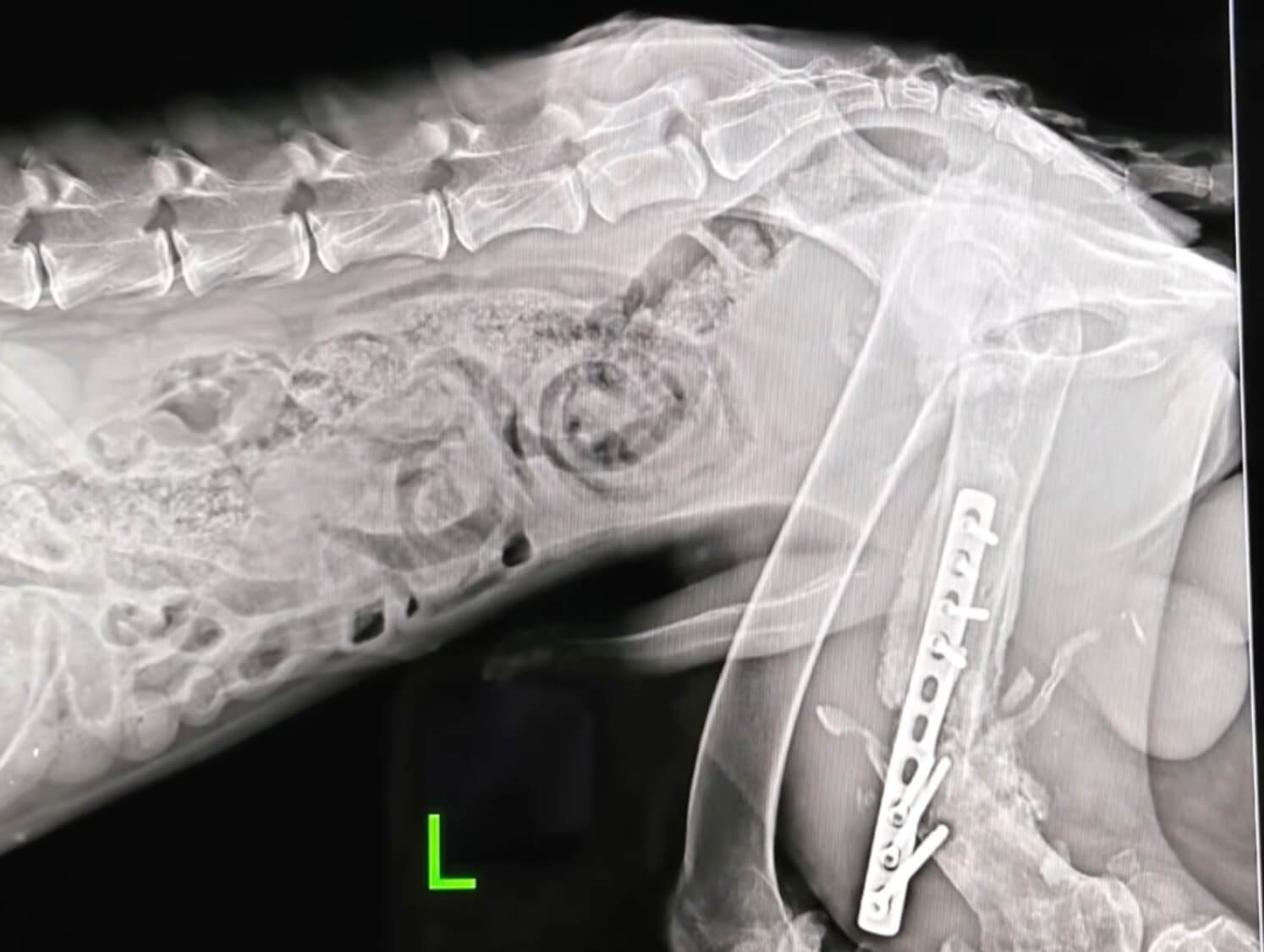 Airchick after surgery