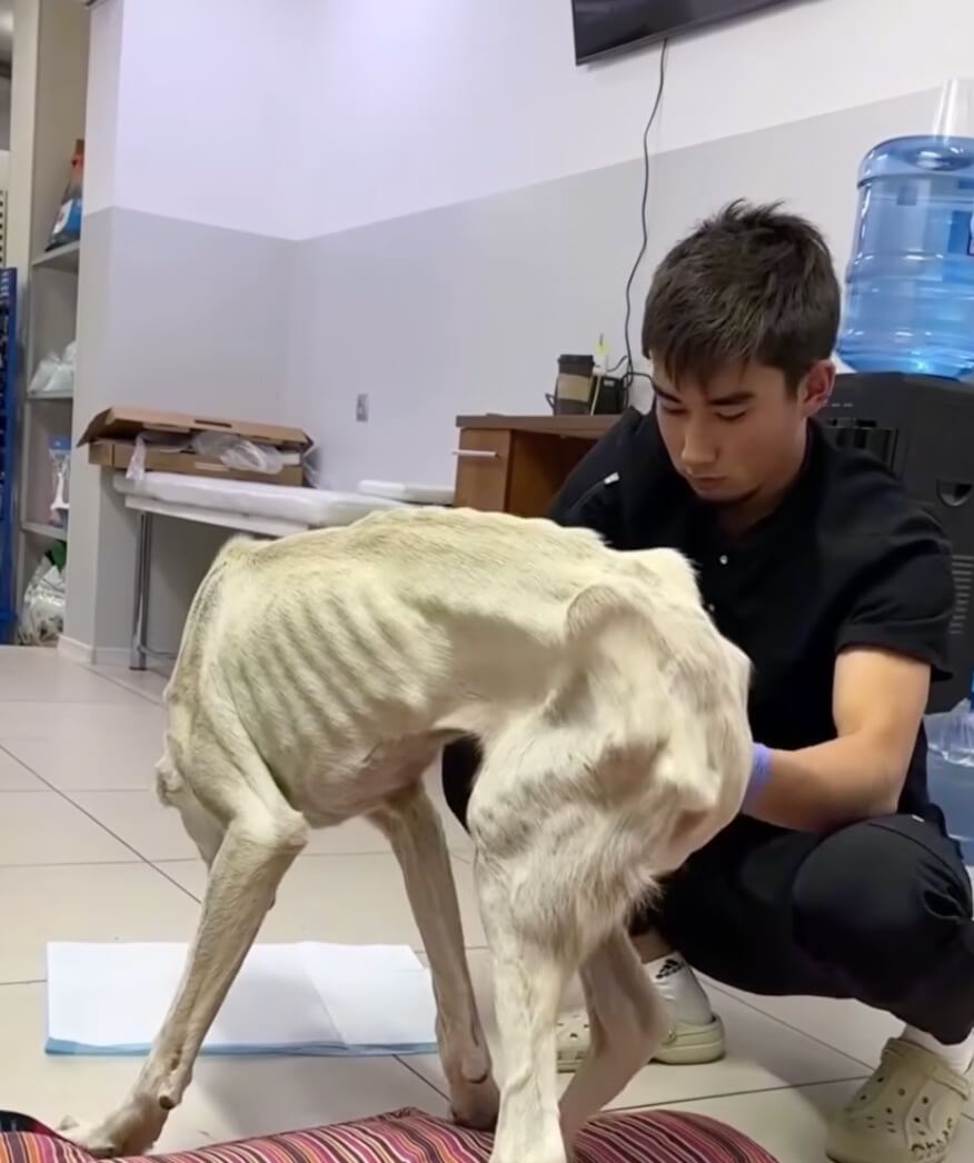 Airchick at the vet clinic