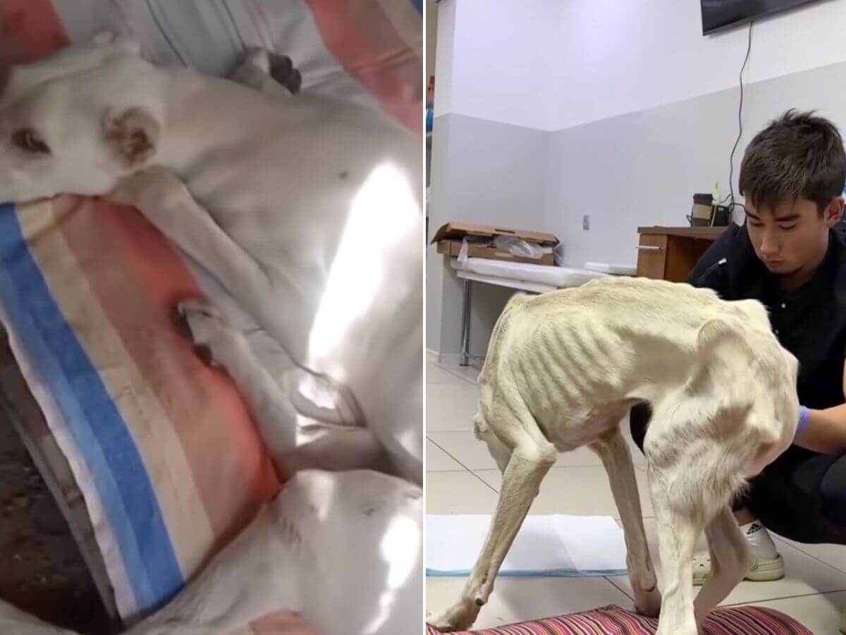 Airchick rescue story